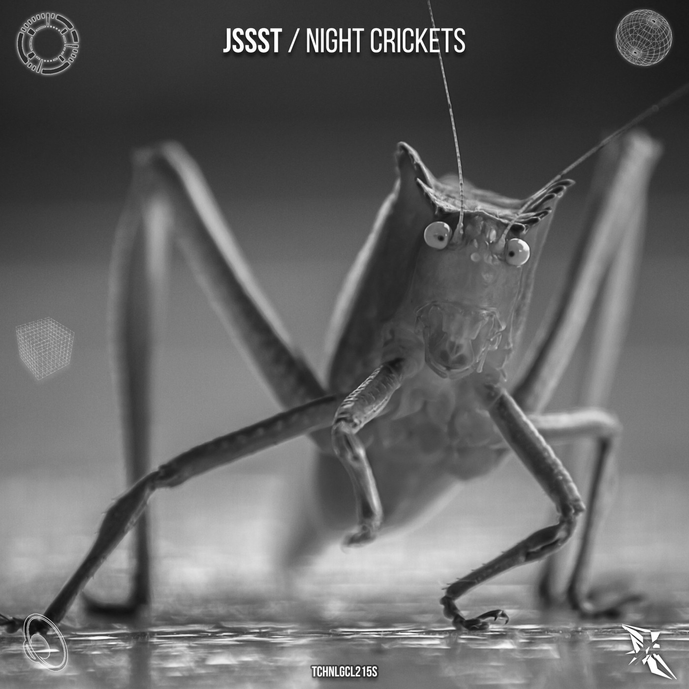 Night Crickets